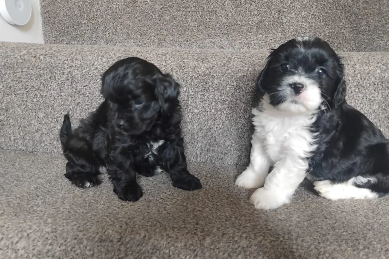 Lhasa Apso