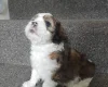 Lhasa Apso