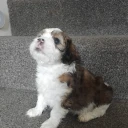 Lhasa Apso