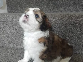 Lhasa Apso