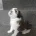 Lhasa Apso