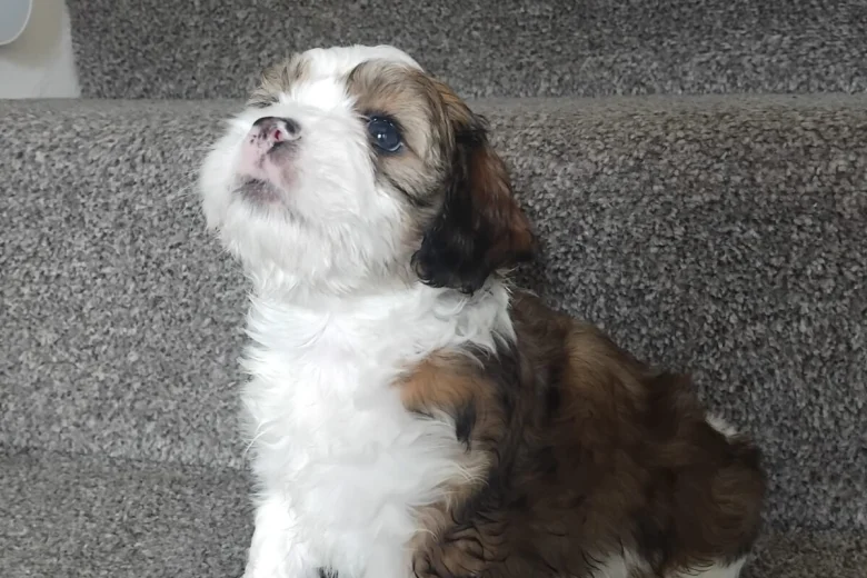 Lhasa Apso