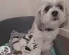 Lhasa Apso
