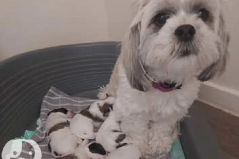 Lhasa Apso