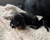 Mixed Breed
