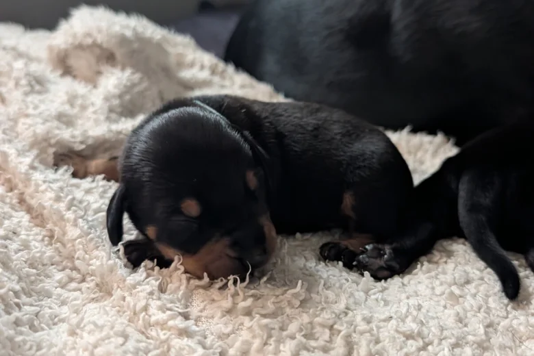 Mixed Breed