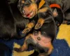 Mixed Breed
