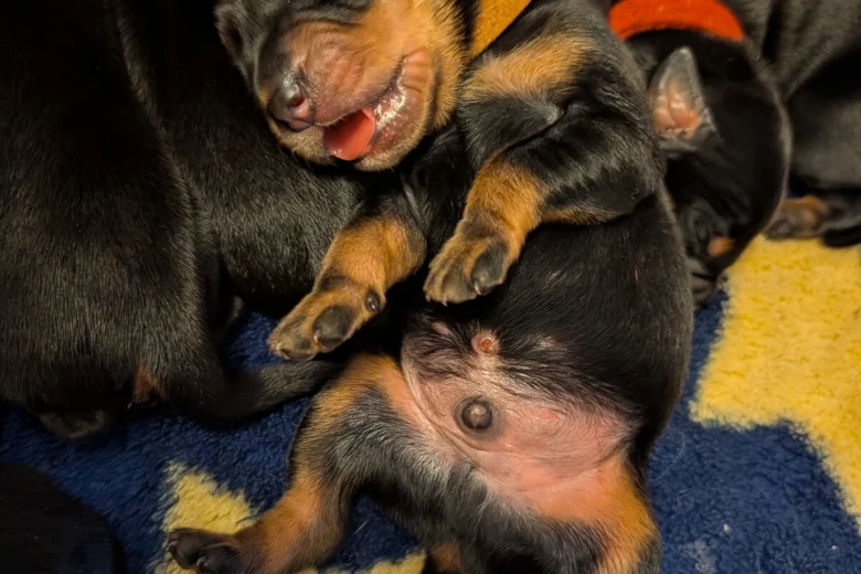 Mixed Breed