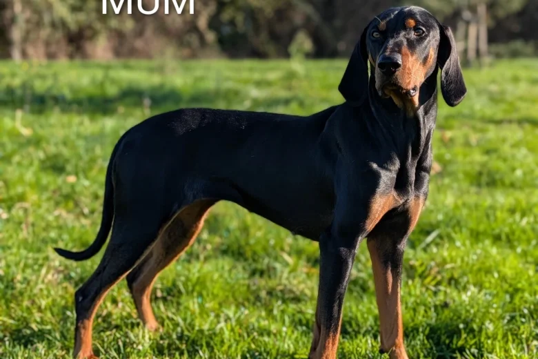 Mixed Breed