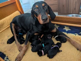 Mixed Breed