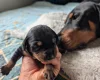 Mixed Breed