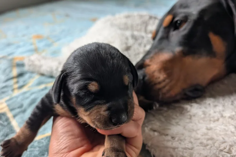 Mixed Breed