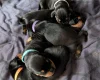 Mixed Breed