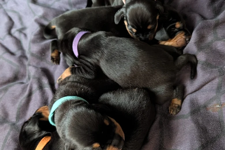 Mixed Breed