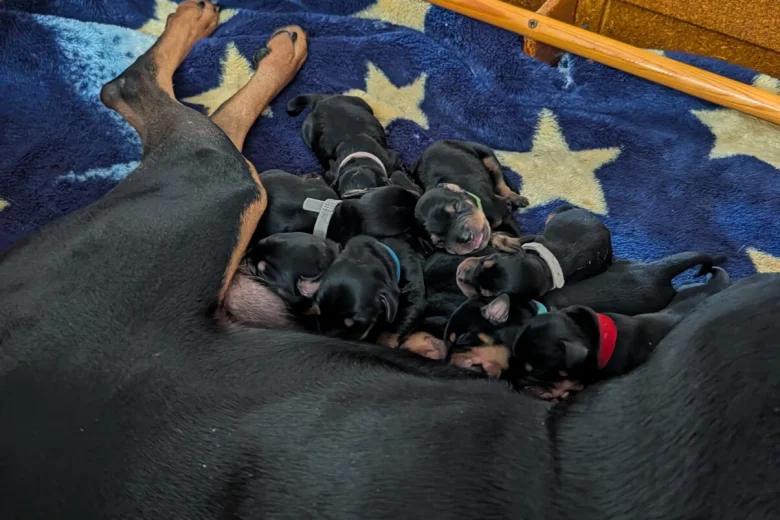 Mixed Breed