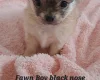 Chihuahua