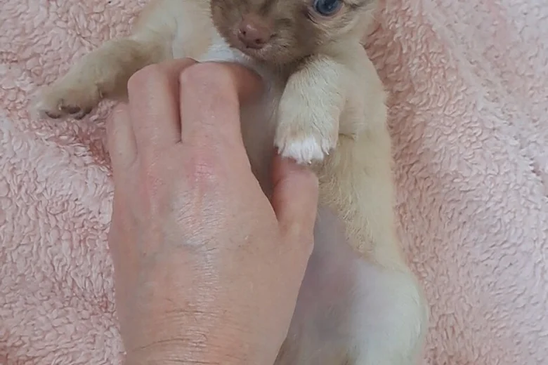 Chihuahua