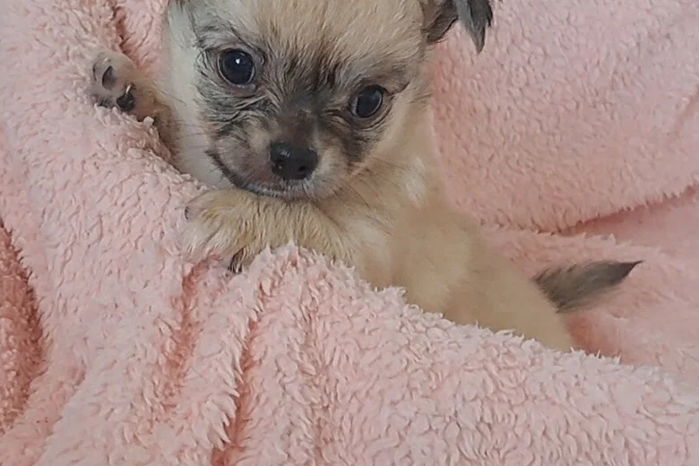 Chihuahua