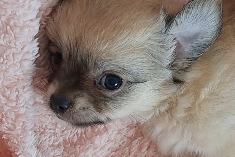 Chihuahua