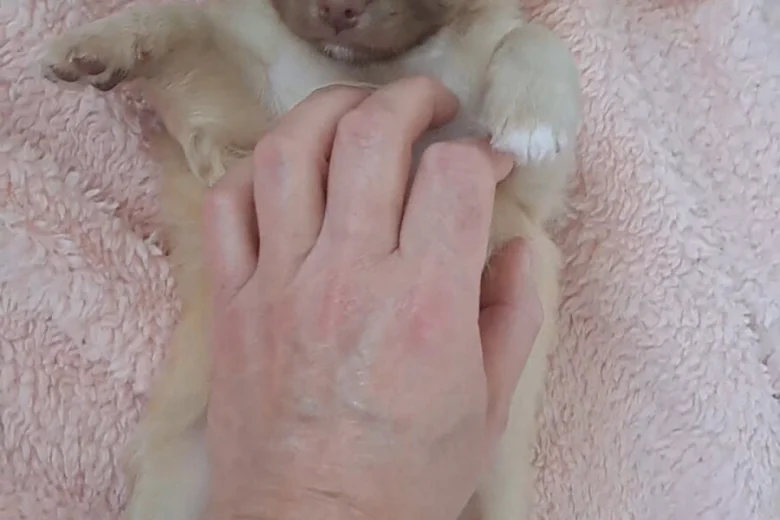 Chihuahua