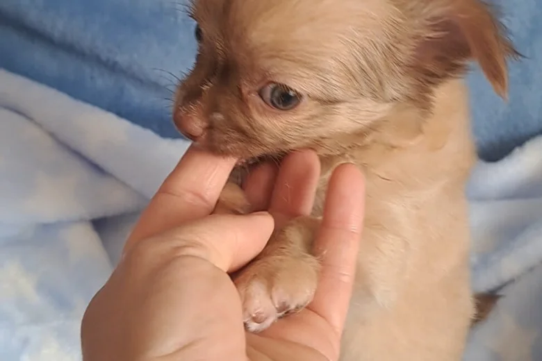 Chihuahua