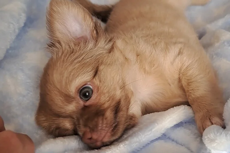 Chihuahua