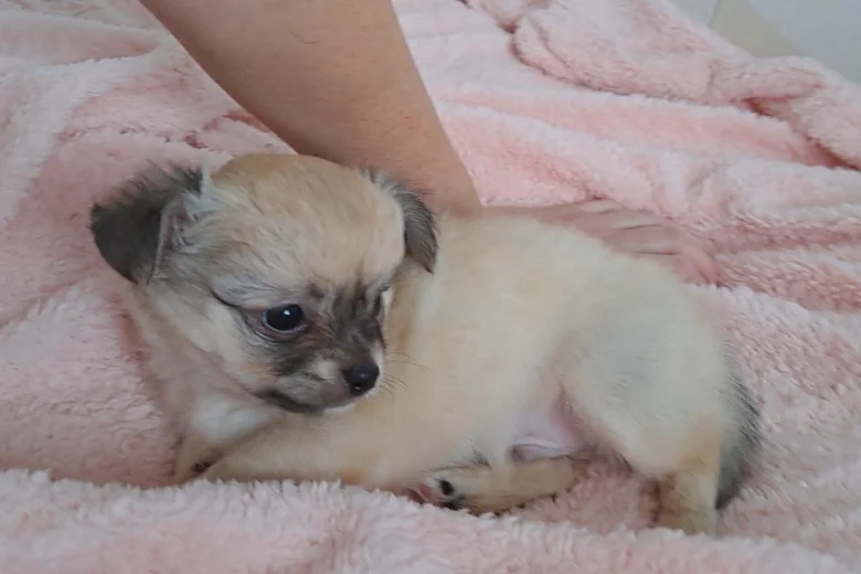 Chihuahua