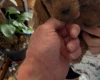 Cockapoo