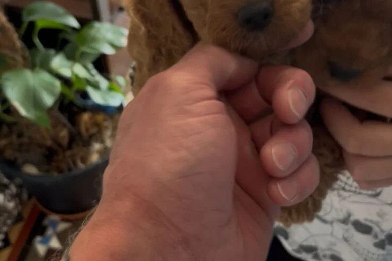 Cockapoo
