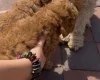 Cockapoo