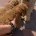 Cockapoo