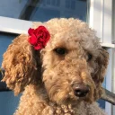 Cockapoo