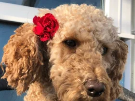 Cockapoo