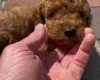 Cockapoo