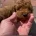 Cockapoo
