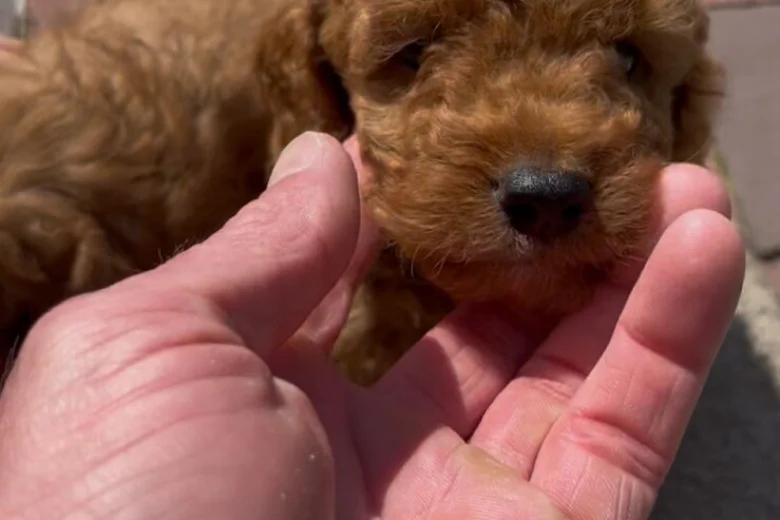 Cockapoo