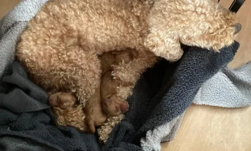 Cockapoo