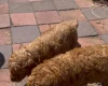 Cockapoo