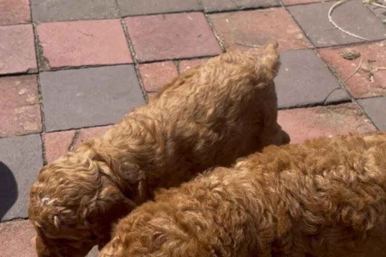 Cockapoo