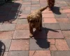 Cockapoo