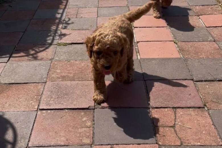 Cockapoo