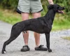 Lurcher