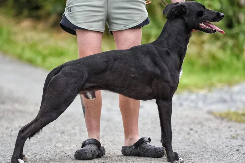 Lurcher