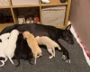 Lurcher