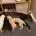 Lurcher