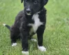 Mixed Breed