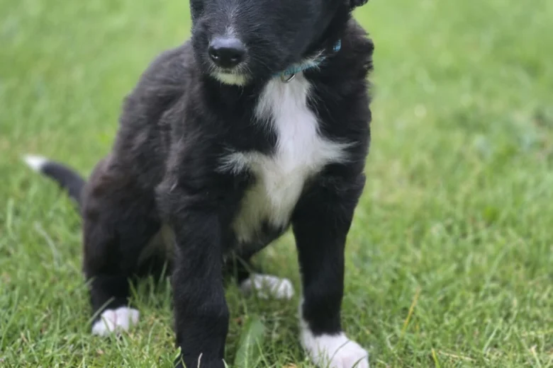 Mixed Breed