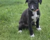 Mixed Breed