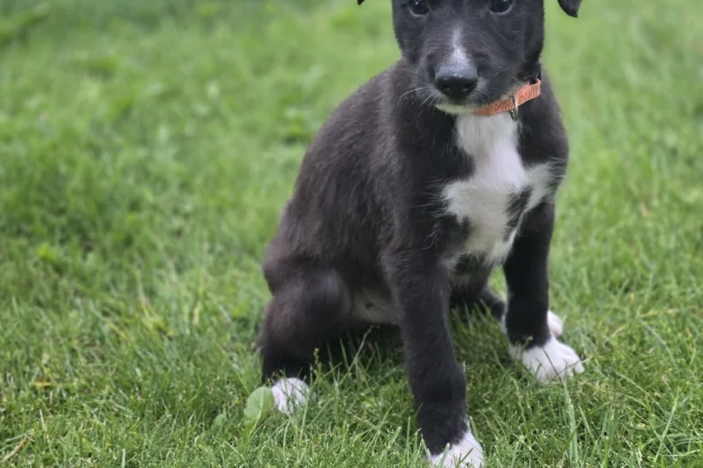 Mixed Breed