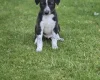 Mixed Breed